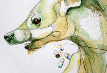 Water animals